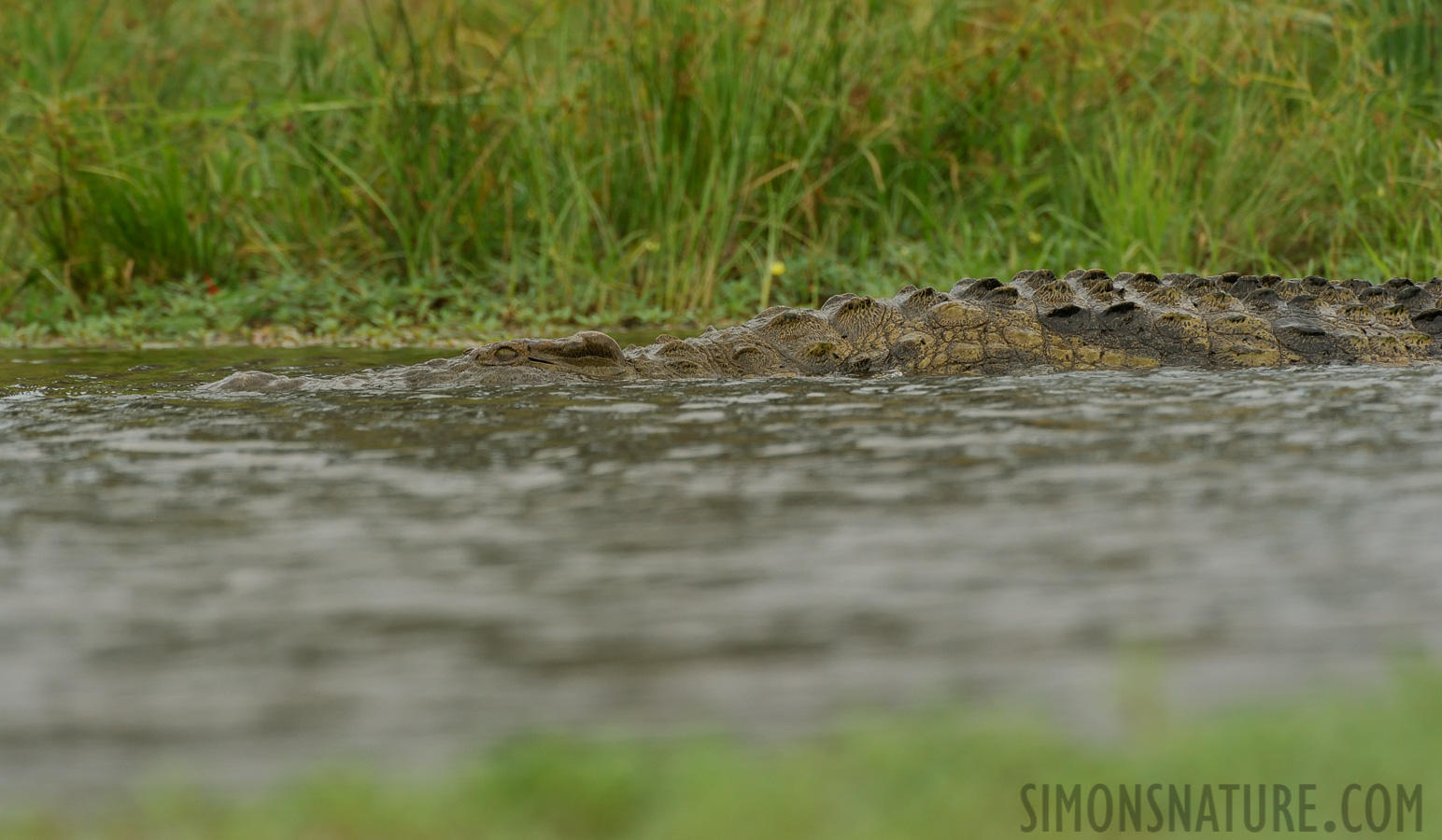 Crocodylus niloticus cowiei [550 mm, 1/1250 sec at f / 8.0, ISO 1000]
